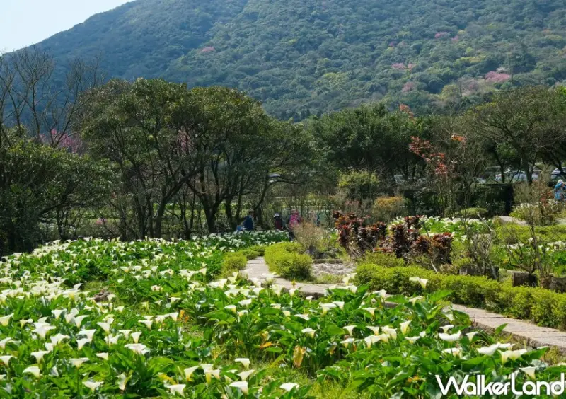 竹子湖海芋 / WalkerLand窩客島整理提供 未經許可不可轉載