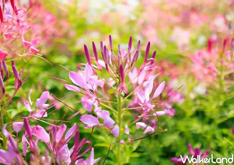 古亭河濱公園「醉蝶花小秘境、矮牽牛花海」/ WalkerLand窩客島整理提供 未經同意不可轉載