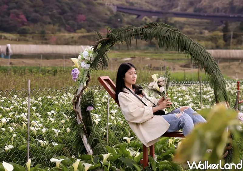 竹子湖海芋 / WalkerLand窩客島整理提供 未經許可不可轉載