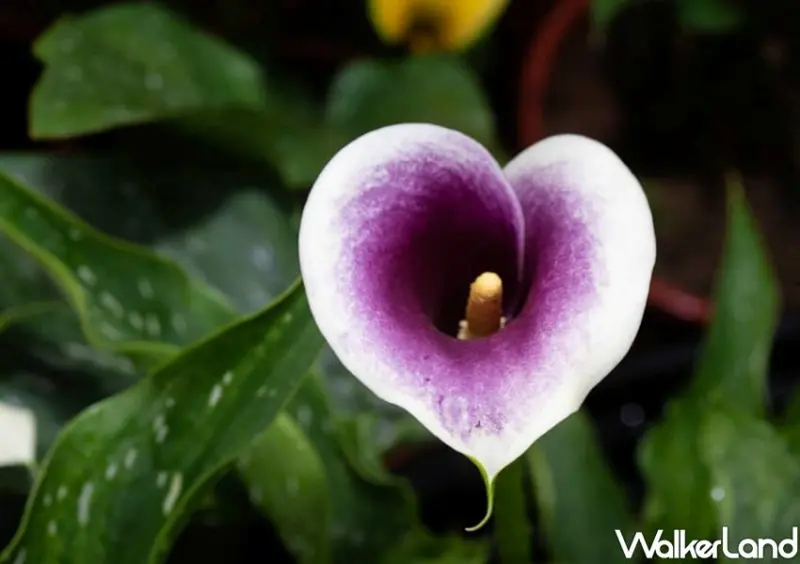 2023桃園彩色海芋季/ WalkerLand窩客島整理提供 未經許可不可轉載