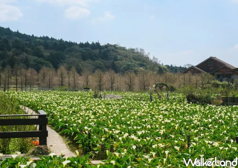 竹子湖海芋 / WalkerLand窩客島整理提供 未經許可不可轉載