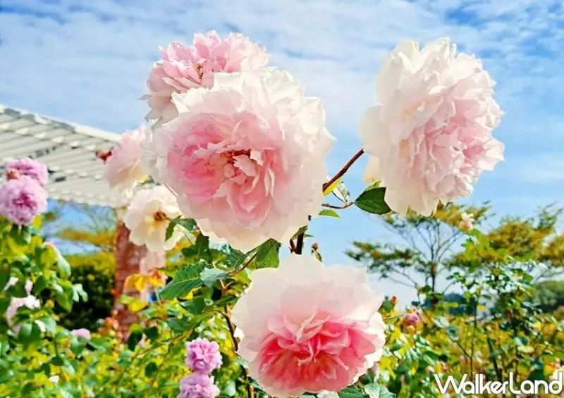 2023台北玫瑰展「玫好幸福」/ WalkerLand窩客島整理提供 未經許可不可轉載