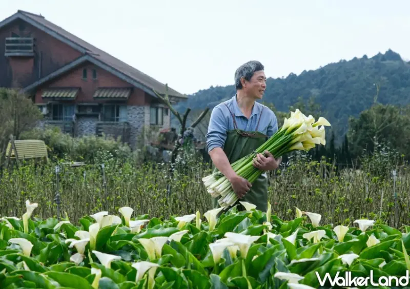竹子湖海芋 / WalkerLand窩客島整理提供 未經許可不可轉載