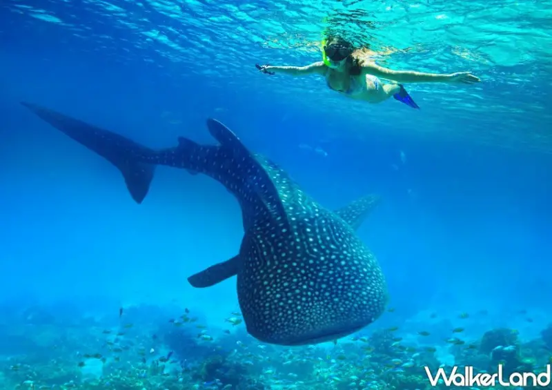 中華航空線上旅展/ WalkerLand窩客島整理提供 未經同意不可轉載