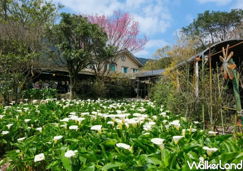 竹子湖海芋 / WalkerLand窩客島整理提供 未經許可不可轉載
