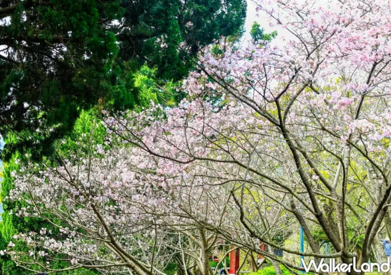 陽明山櫻花/ WalkerLand窩客島整理提供 未經許可不可轉載