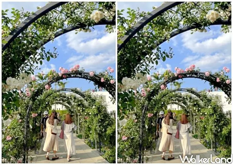 2023台北玫瑰展「玫好幸福」/ WalkerLand窩客島整理提供 未經許可不可轉載