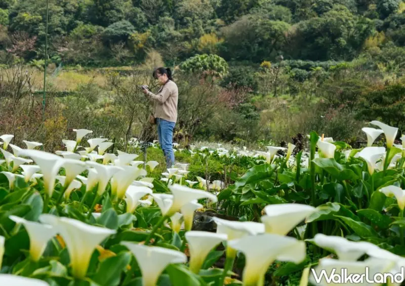 竹子湖海芋 / WalkerLand窩客島整理提供 未經許可不可轉載