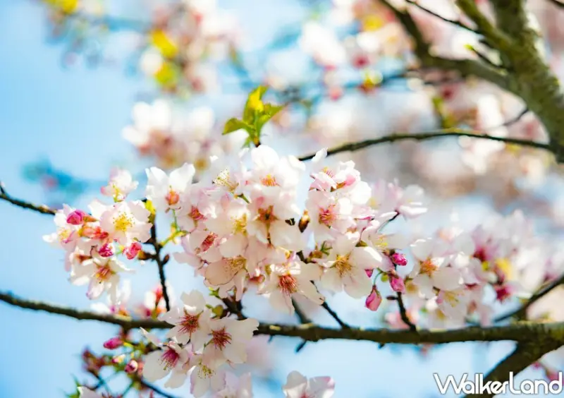 陽明山櫻花/ WalkerLand窩客島整理提供 未經許可不可轉載