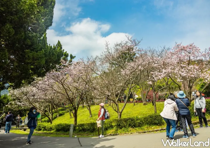 陽明山櫻花/ WalkerLand窩客島整理提供 未經許可不可轉載