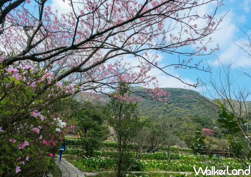 竹子湖海芋 / WalkerLand窩客島整理提供 未經許可不可轉載