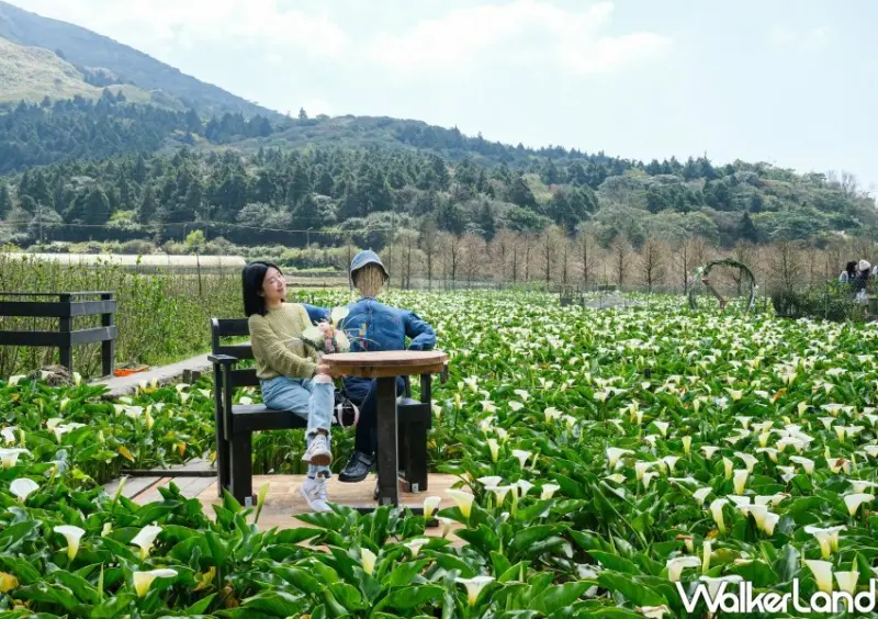 竹子湖海芋 / WalkerLand窩客島整理提供 未經許可不可轉載