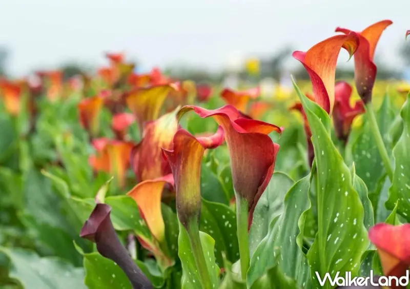2023桃園彩色海芋季/ WalkerLand窩客島整理提供 未經許可不可轉載