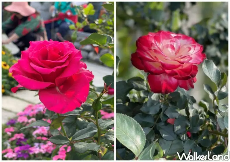 2023台北玫瑰展「玫好幸福」/ WalkerLand窩客島整理提供 未經許可不可轉載