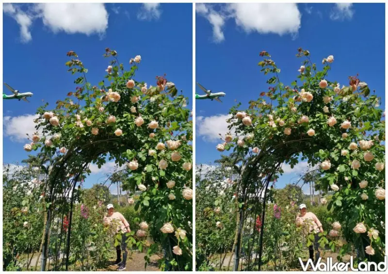 2023台北玫瑰展「玫好幸福」/ WalkerLand窩客島整理提供 未經許可不可轉載