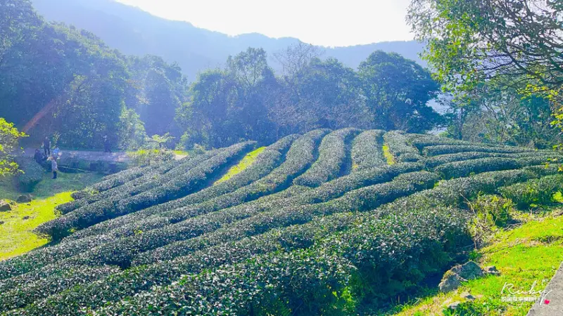 必去三峽景點推薦：熊空茶園