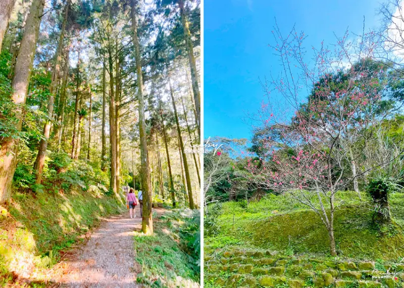 必去三峽景點推薦：熊空茶園