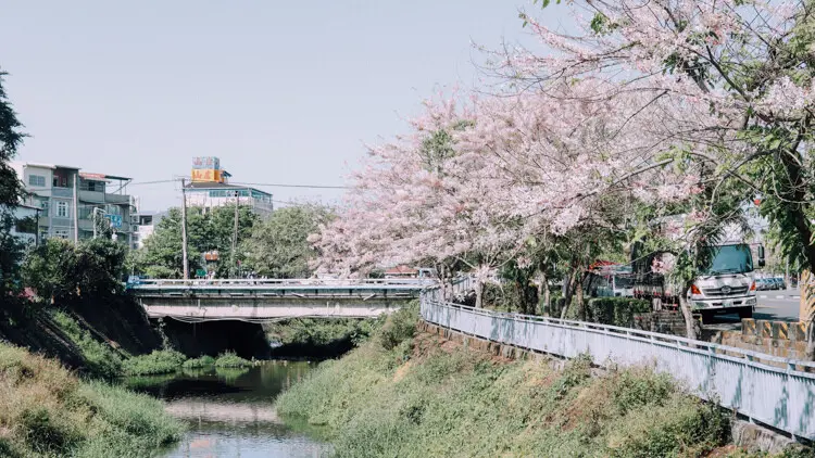  必拍花旗木打卡點：屏東河濱公園/ WalkerLand窩客島整理提供 未經許可不可轉載