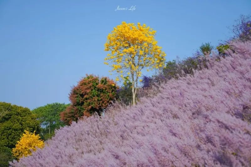 南投賞花必拍打卡點：瑰蜜甜心玫瑰園/ WalkerLand窩客島整理提供 未經許可不可轉載