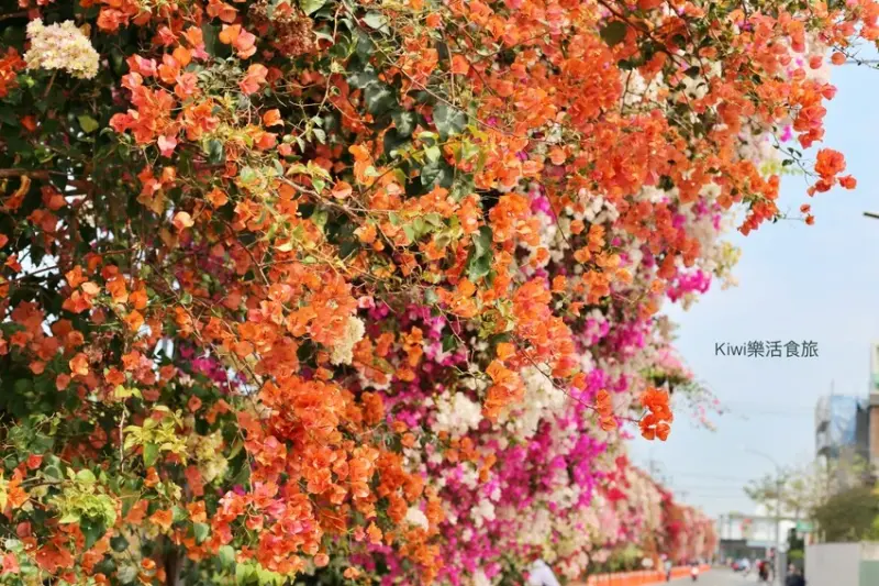 彰化免費景點：田中九重葛花牆 / WalkerLand窩客島整理提供 未經許可不可轉載