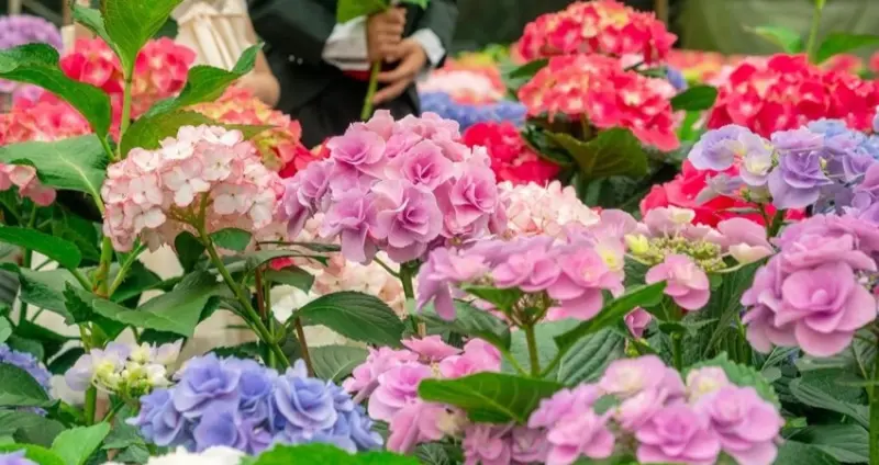 確定了！超過500公頃「2023桃園繡球花季」只有9天快閃，順遊「3間復興區景觀咖啡廳」桃園人週末上山放空去。