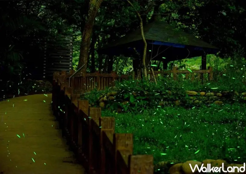 2023大坑蝶螢嘉年華 / WalkerLand窩客島整理提供 未經許可，不得轉載