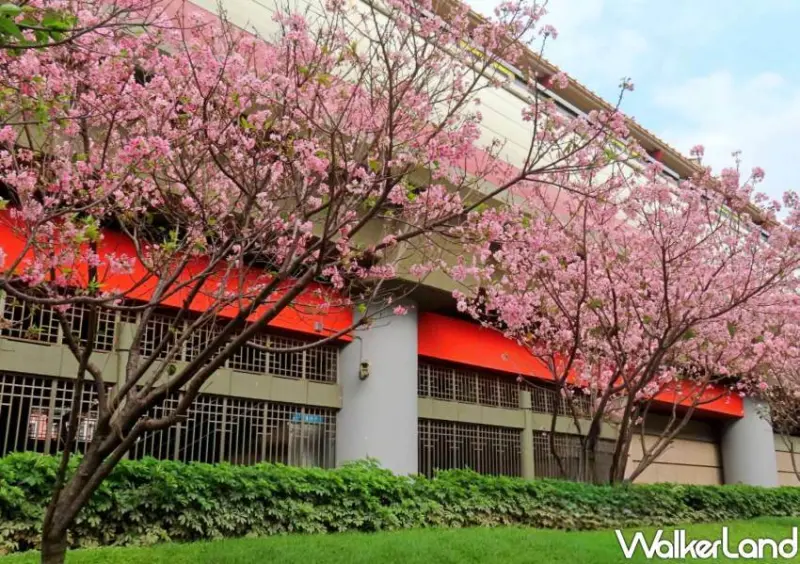 北投櫻花步道/ WalkerLand窩客島整理提供 未經同意不可轉載