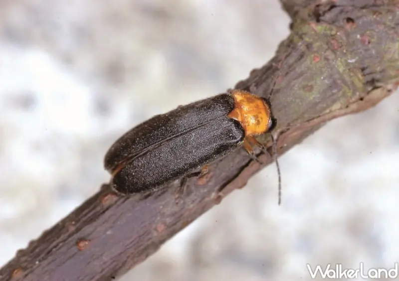 2023大坑蝶螢嘉年華 / WalkerLand窩客島整理提供 未經許可，不得轉載