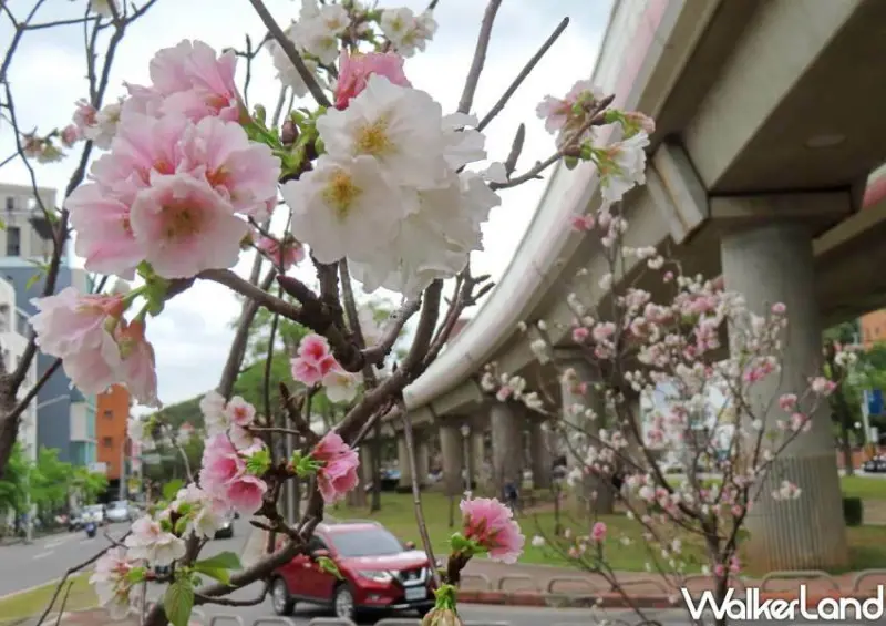 北投櫻花步道/ WalkerLand窩客島整理提供 未經同意不可轉載