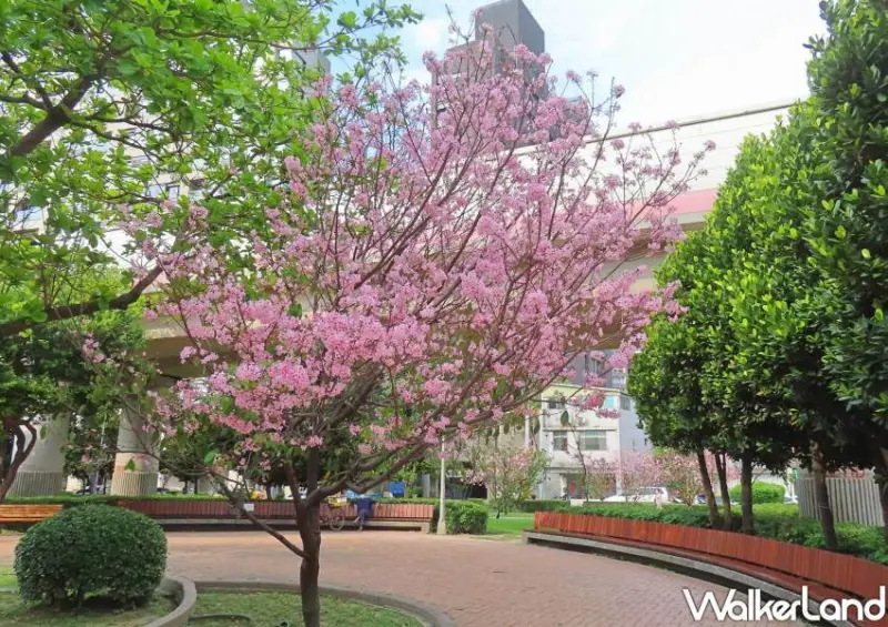 北投櫻花步道/ WalkerLand窩客島整理提供 未經同意不可轉載