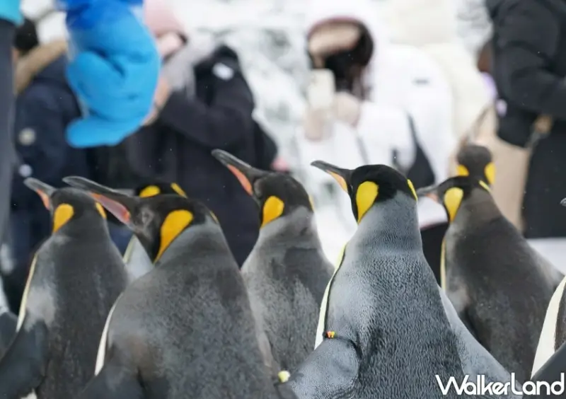 星宇航空 X 星野集團「初戀 愛上春日北海道」自由行套裝/ WalkerLand窩客島整理提供 未經同意不可轉載