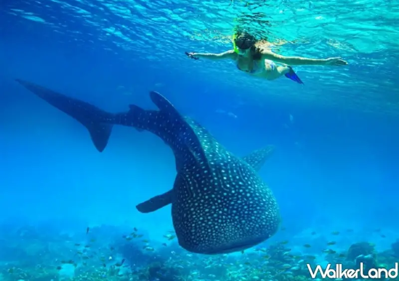 雄獅線上旅展/ WalkerLand窩客島整理提供 未經同意不可轉載