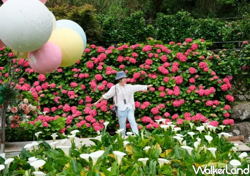 2023年竹子湖繡球花季/ WalkerLand窩客島整理提供 未經同意不可轉載