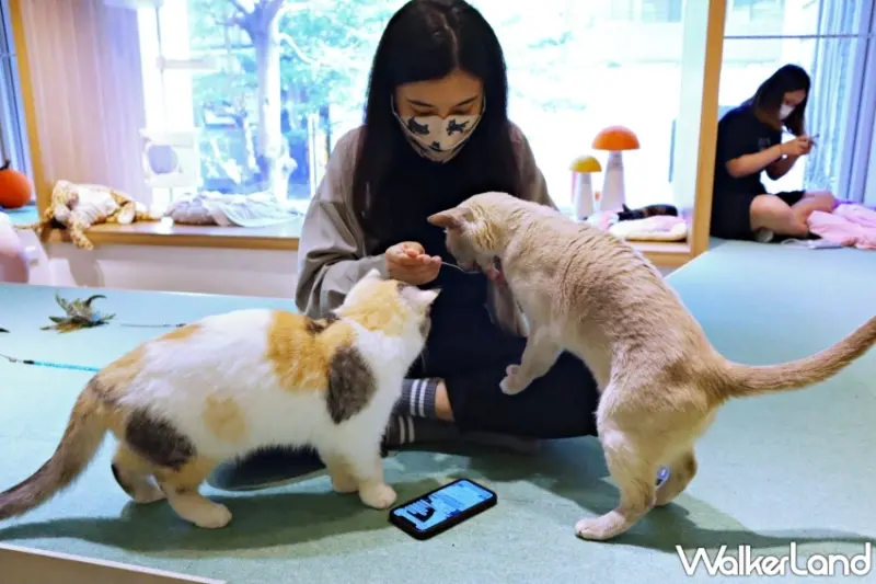 530國際抱貓日！超可愛「5間貓店長」咖啡餐廳，希望貓主子可以允許在530這一天、讓奴才們擼一下貓。