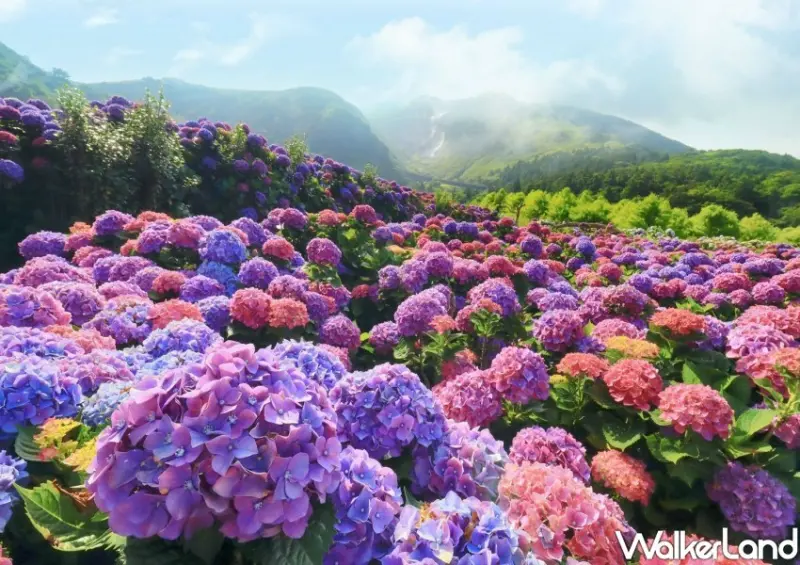 2023年竹子湖繡球花季/ WalkerLand窩客島整理提供 未經同意不可轉載