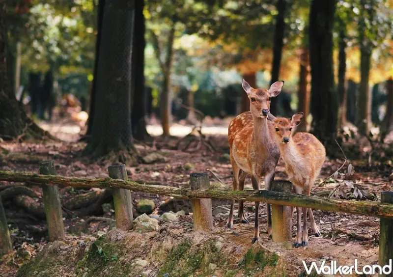 易遊網「夏降旅展大補玩」線上旅展 / WalkerLand窩客島整理提供 未經許可，不得轉載