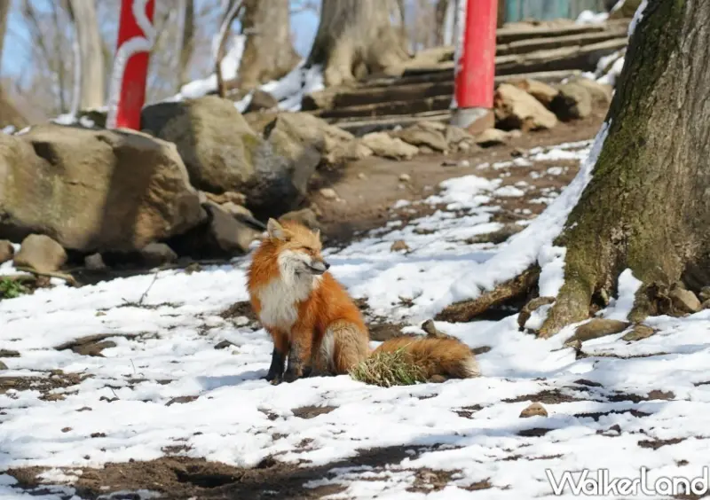 星宇航空線上旅展 / WalkerLand窩客島整理提供 未經許可不可轉載