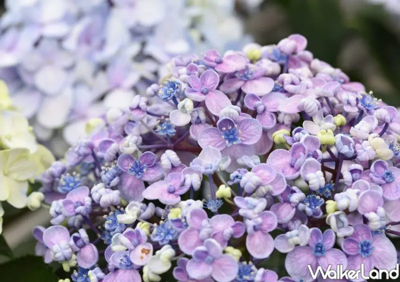 2023士林官邸繡球花展/ WalkerLand窩客島整理提供 未經同意不可轉載