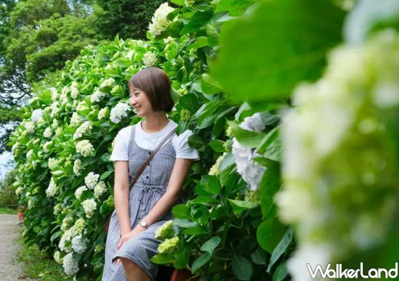 2023年竹子湖繡球花季/ WalkerLand窩客島整理提供 未經同意不可轉載