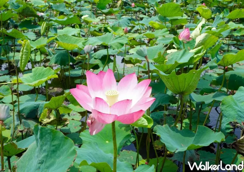 樹林山佳荷花池/ WalkerLand窩客島整理提供 未經同意不可轉載