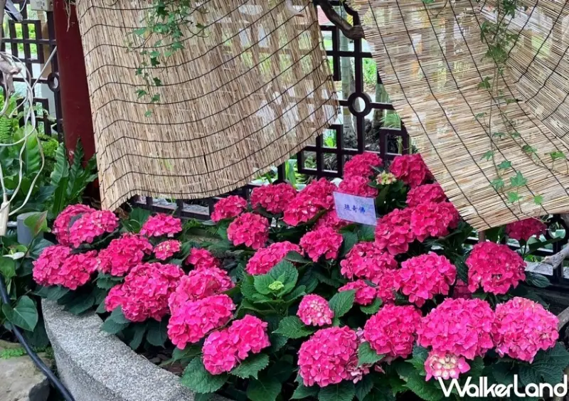 2023士林官邸繡球花展/ WalkerLand窩客島整理提供 未經同意不可轉載