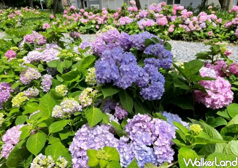 樹林繡球花「草花植生公園」/ WalkerLand窩客島整理提供 未經同意不可轉載