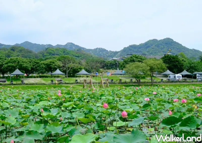 樹林山佳荷花池/ WalkerLand窩客島整理提供 未經同意不可轉載