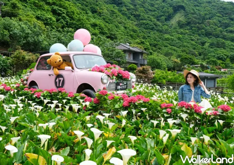 2023年竹子湖繡球花季/ WalkerLand窩客島整理提供 未經同意不可轉載