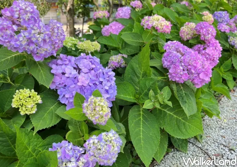 樹林繡球花「草花植生公園」/ WalkerLand窩客島整理提供 未經同意不可轉載