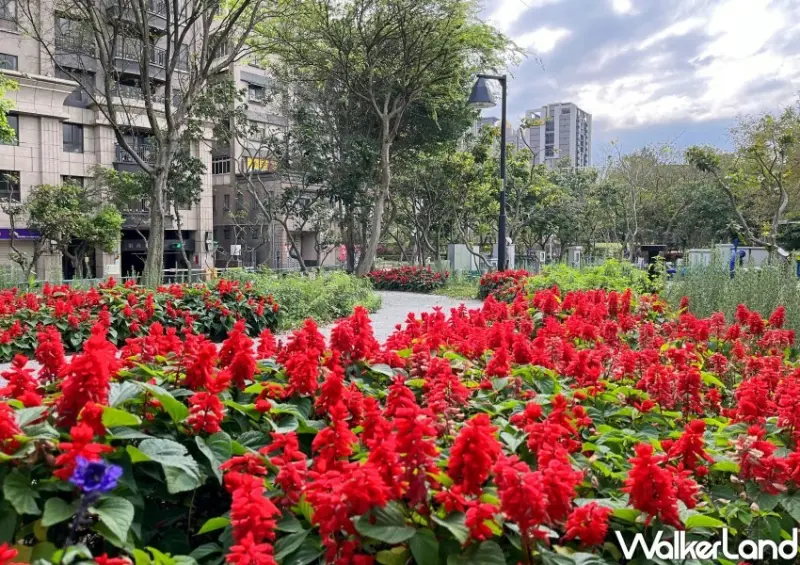 樹林繡球花「草花植生公園」/ WalkerLand窩客島整理提供 未經同意不可轉載