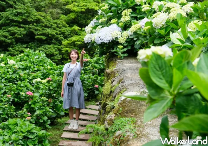2023年竹子湖繡球花季/ WalkerLand窩客島整理提供 未經同意不可轉載