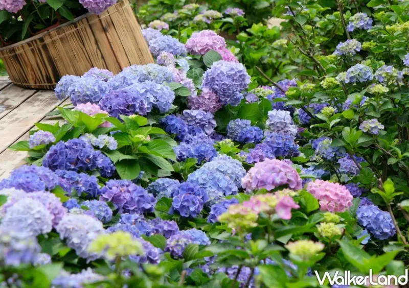 2023年竹子湖繡球花季/ WalkerLand窩客島整理提供 未經同意不可轉載