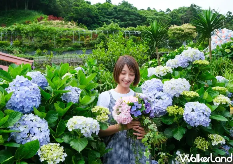 2023年竹子湖繡球花季/ WalkerLand窩客島整理提供 未經同意不可轉載