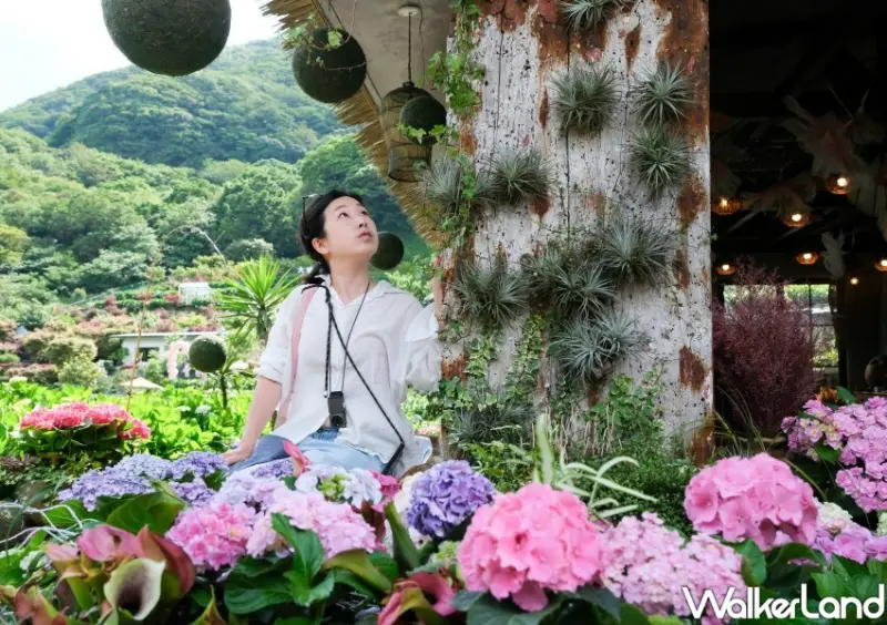 2023年竹子湖繡球花季/ WalkerLand窩客島整理提供 未經同意不可轉載